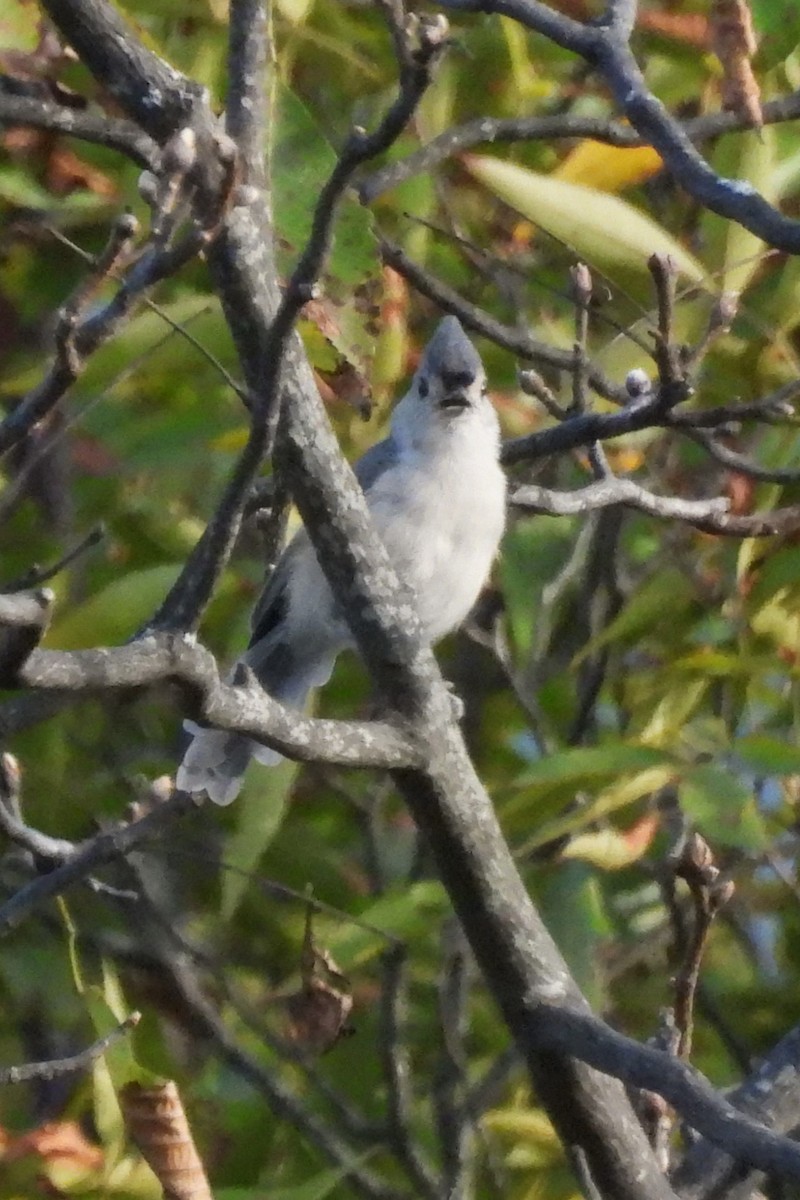 Tufted Titmouse - ML641917450