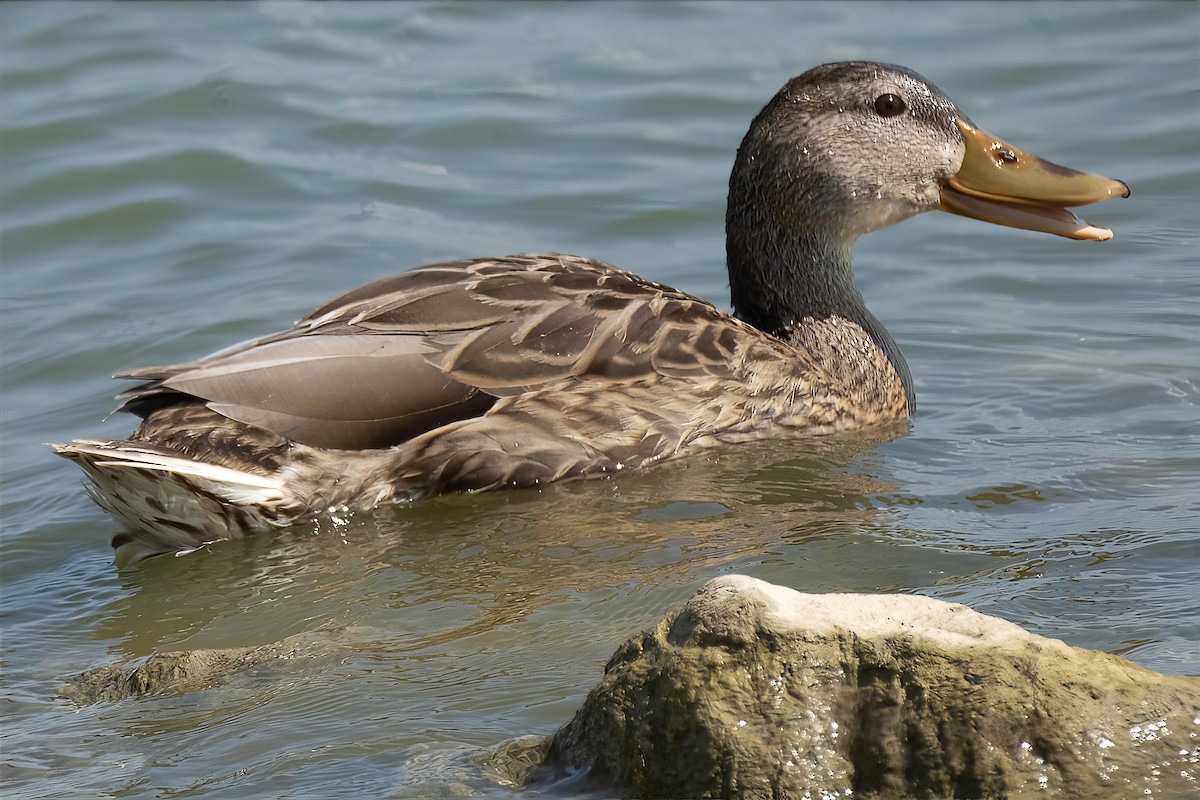 Mallard - ML641917455
