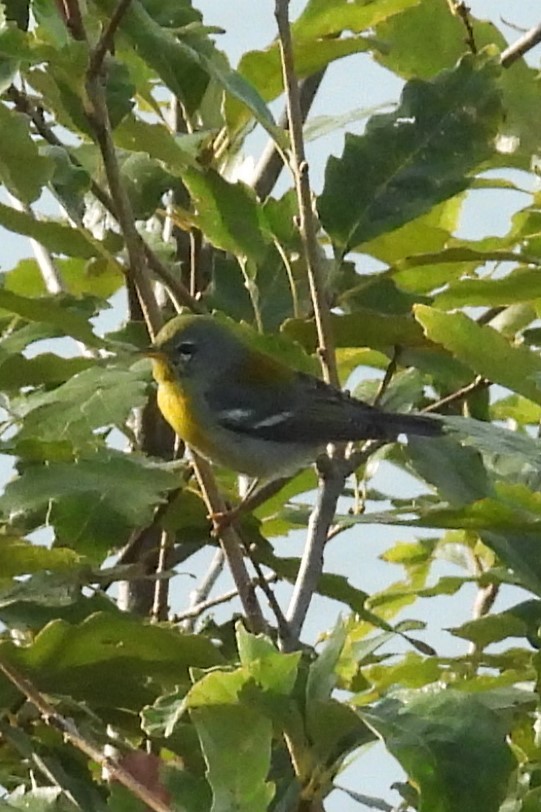 Northern Parula - ML641917456