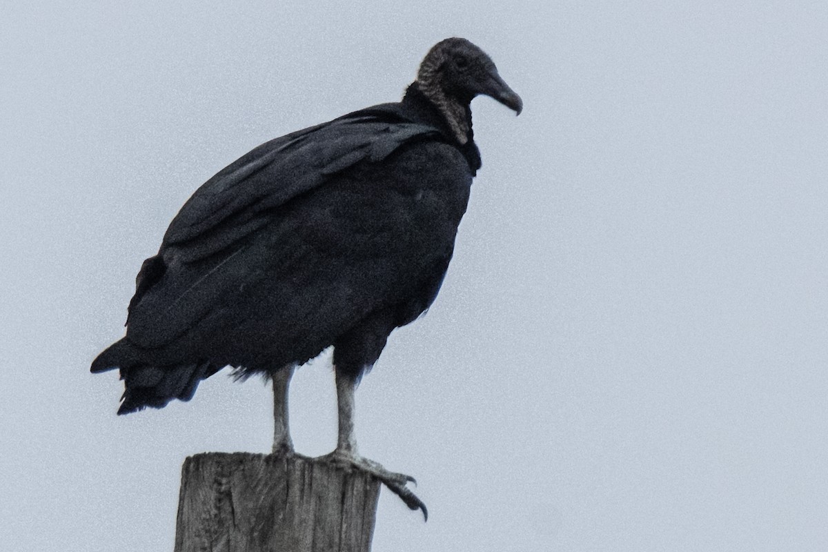 Black Vulture - ML641917458
