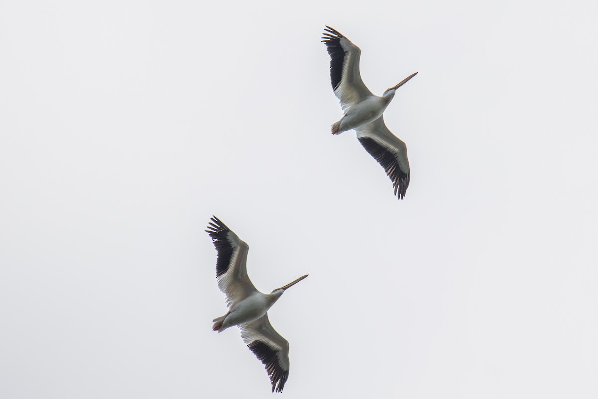 American White Pelican - ML641917461