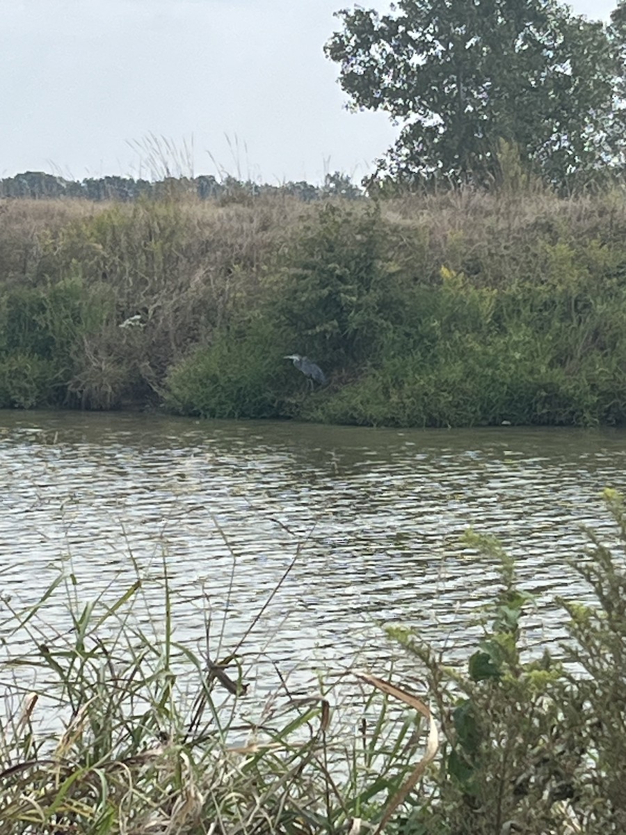 Great Blue Heron - ML641917463