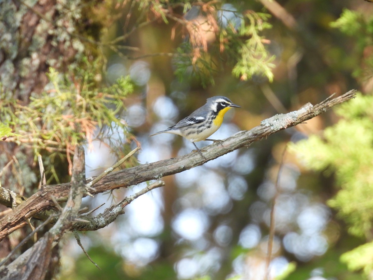 Yellow-throated Warbler - ML641917474
