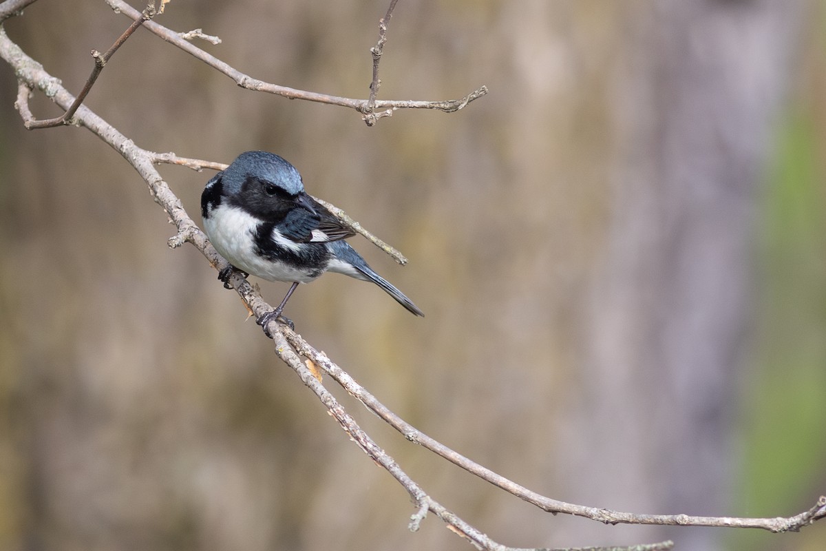 Black-throated Blue Warbler - ML641917508