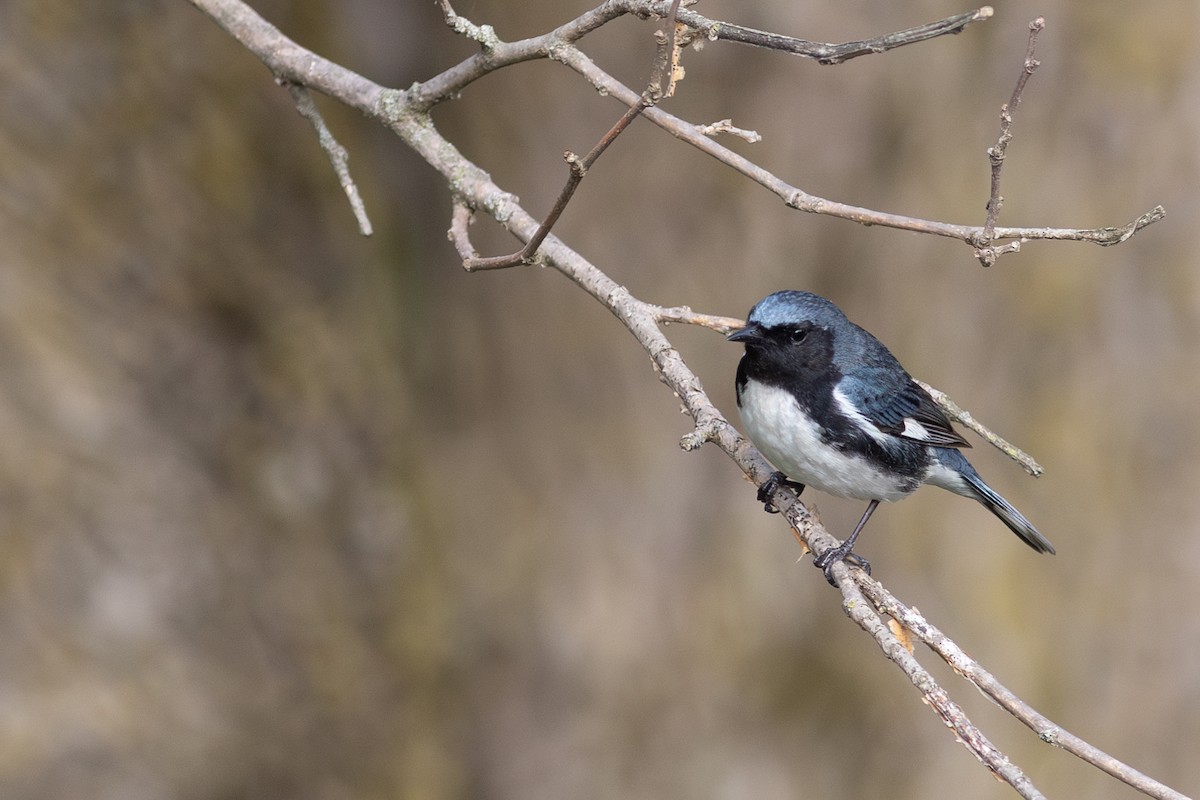Black-throated Blue Warbler - ML641917509