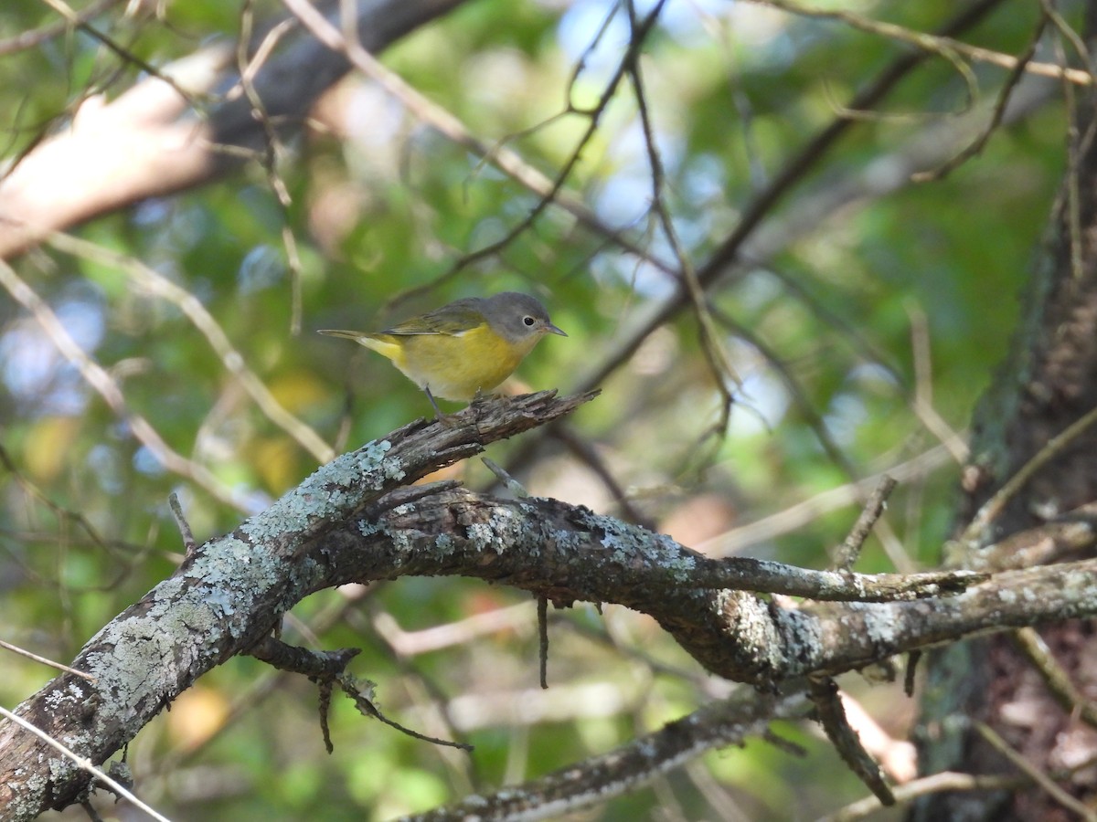 Nashville Warbler - ML641917545