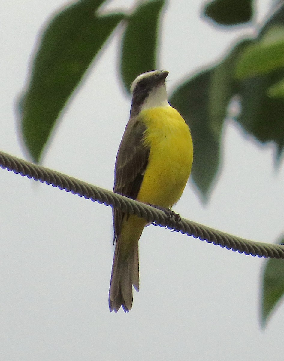 Social Flycatcher - ML641917549