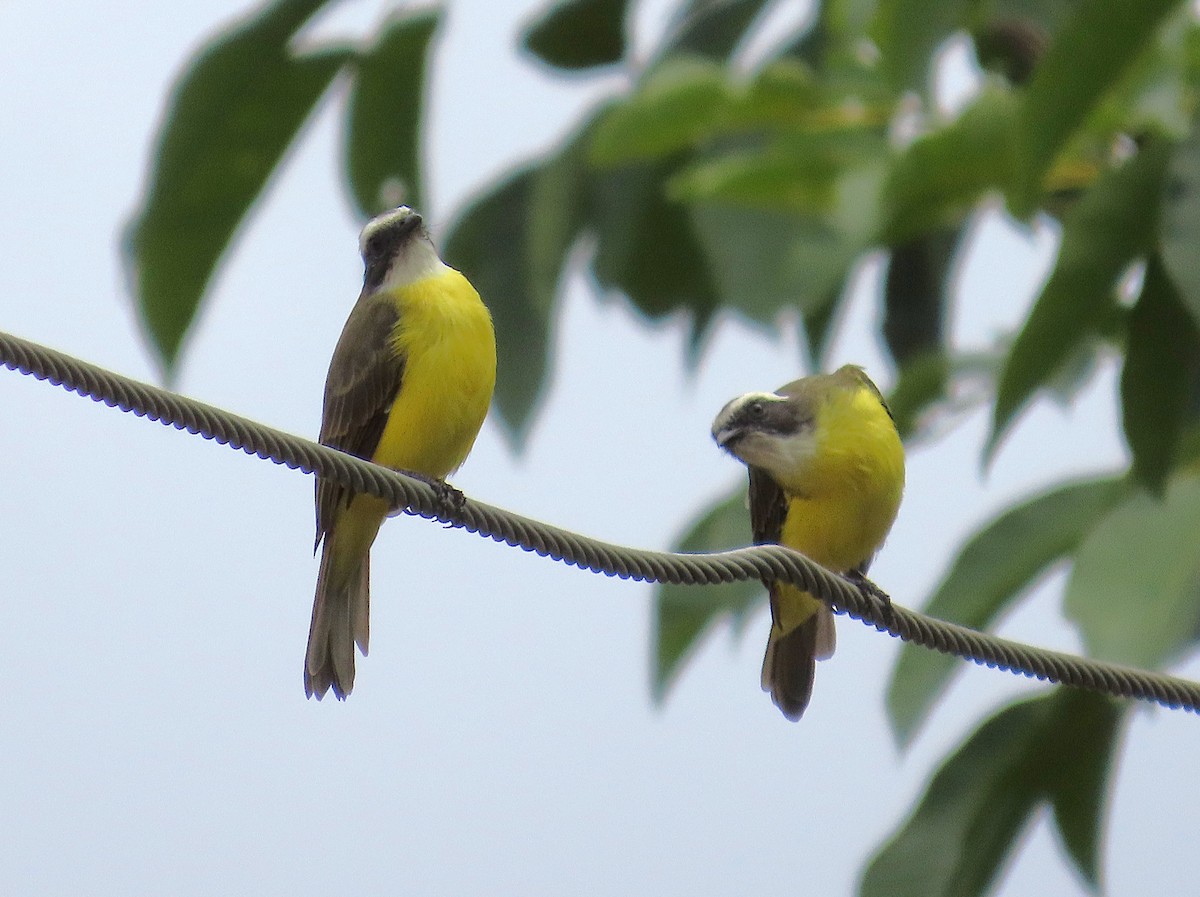 Social Flycatcher - ML641917550