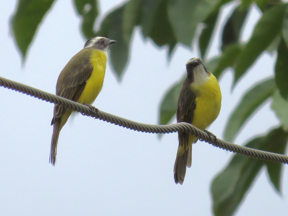 Social Flycatcher - ML641917551