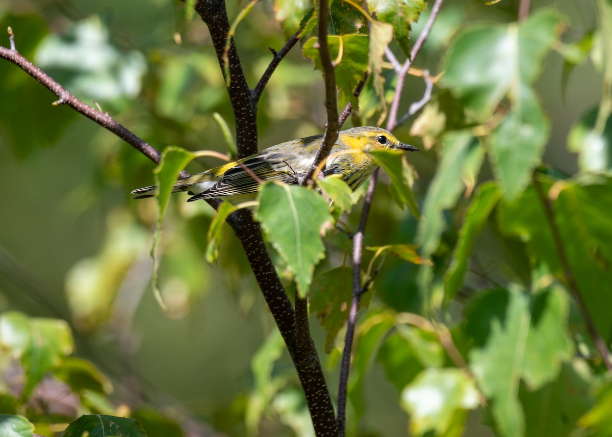 Cape May Warbler - ML641917555
