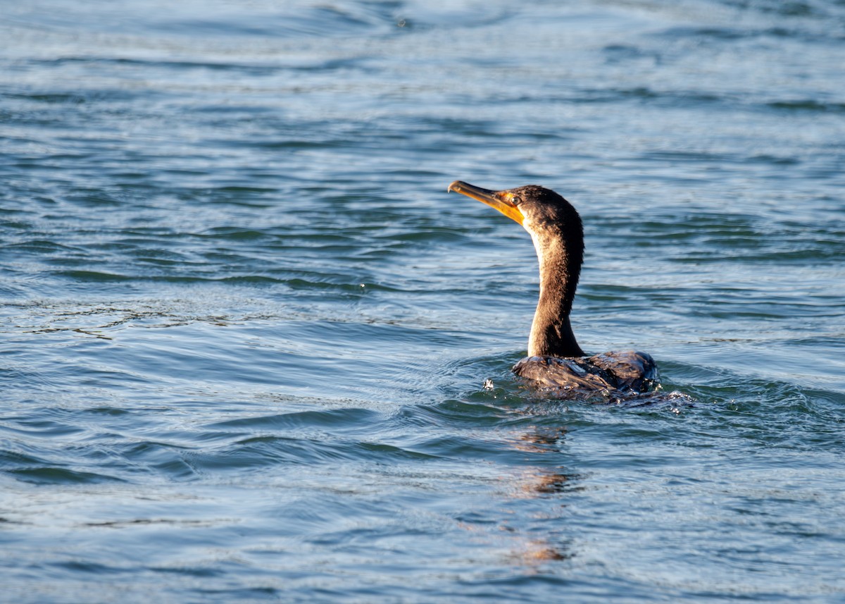 Double-crested Cormorant - ML641917589