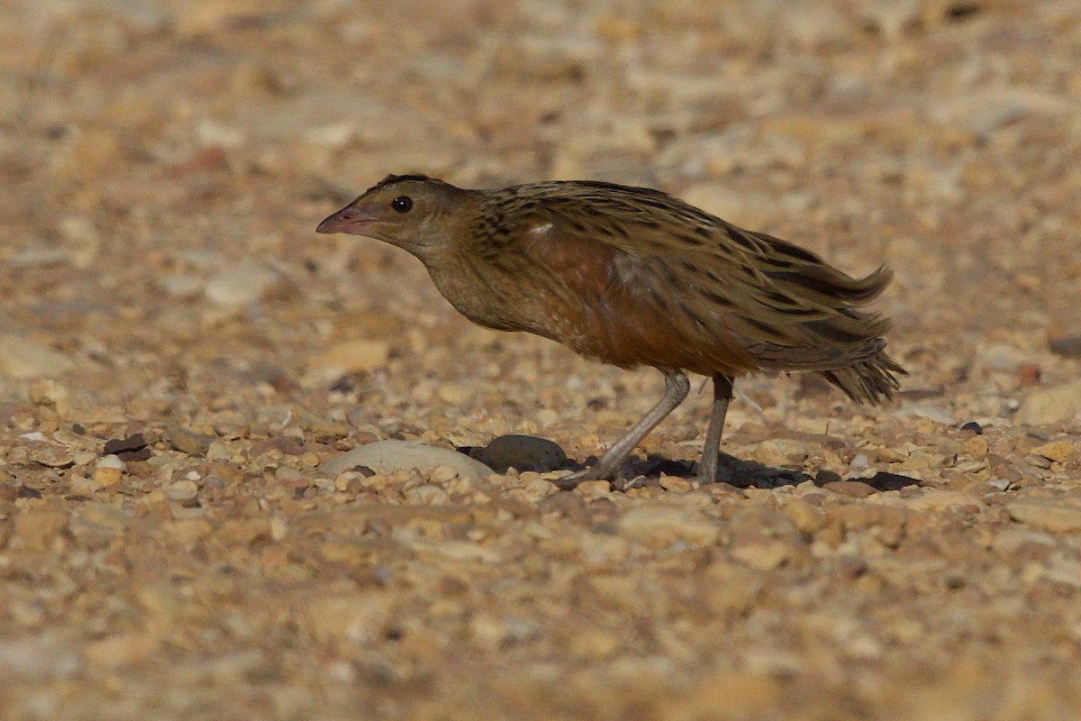 Corn Crake - ML641917595
