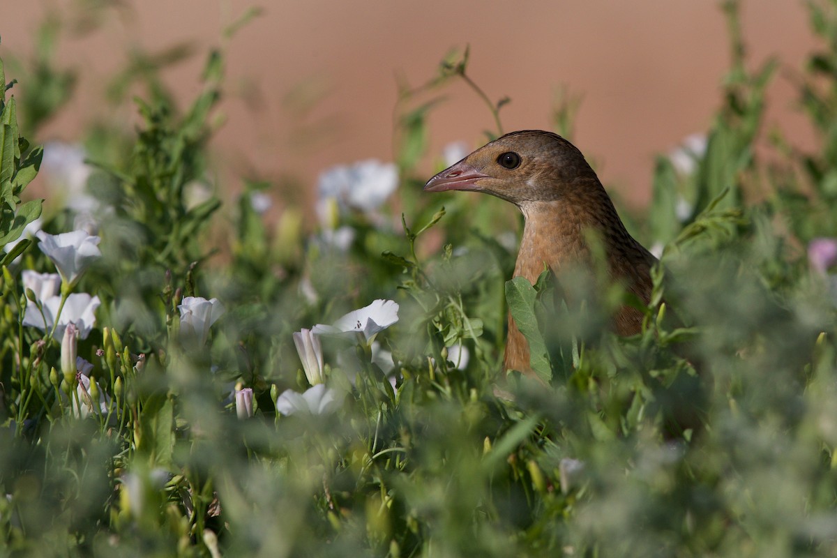 Corn Crake - ML641917596