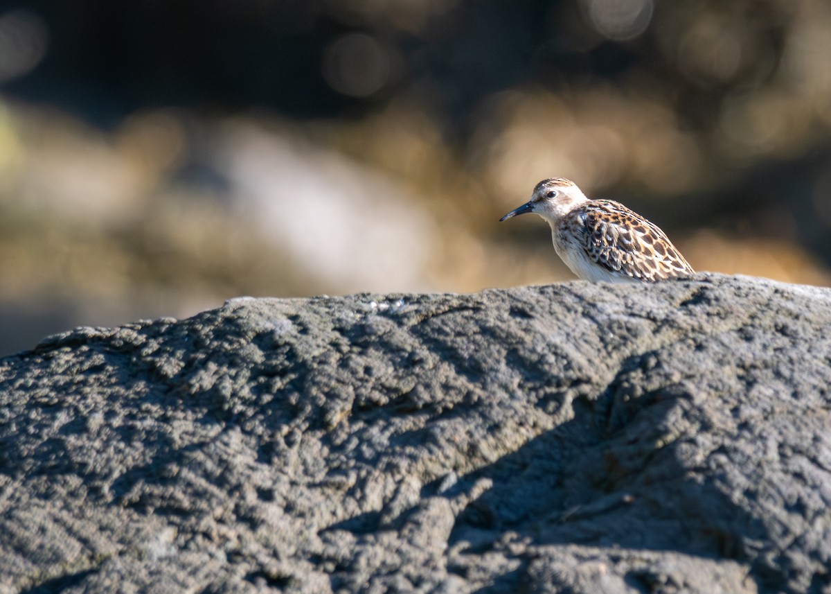 Least Sandpiper - ML641917597