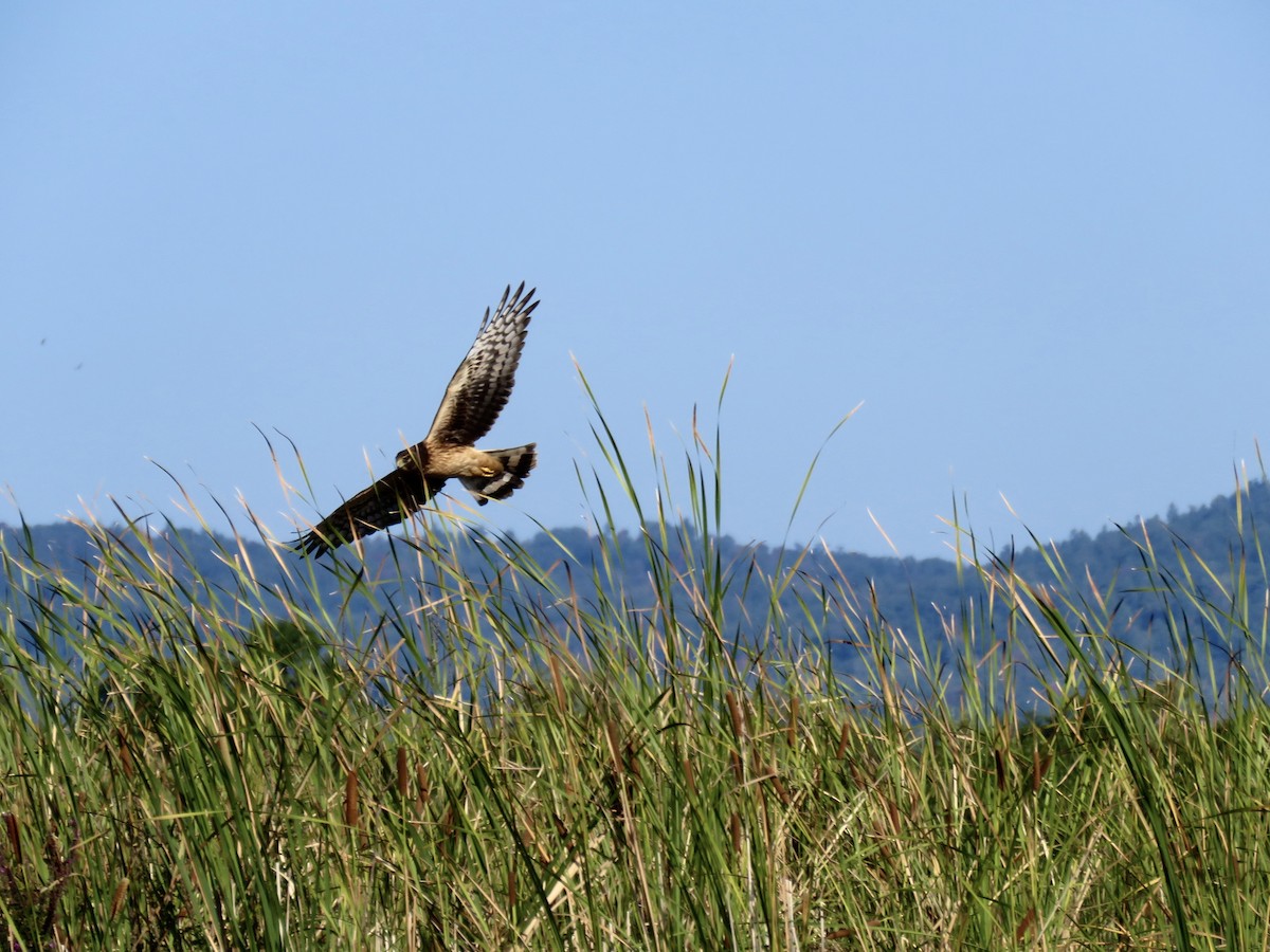 Northern Harrier - ML641917603