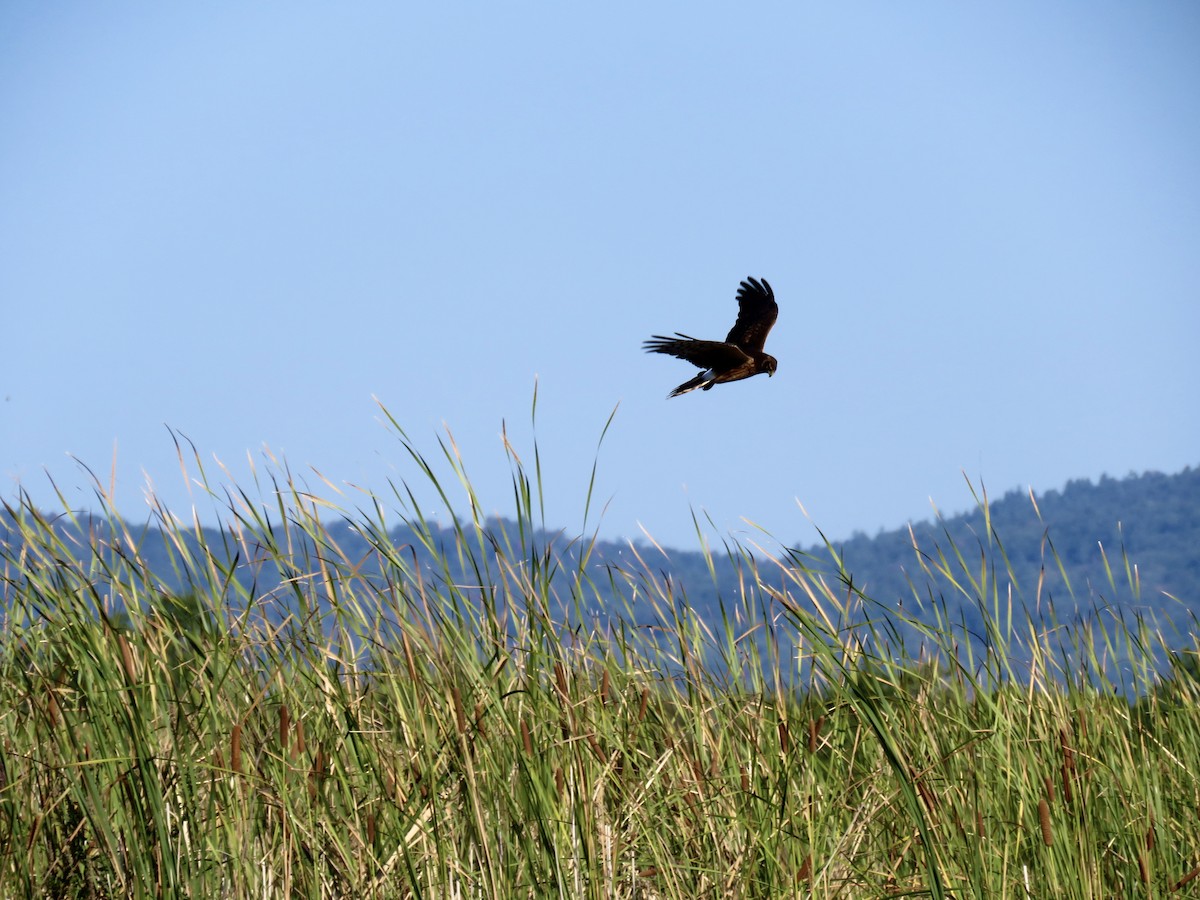 Northern Harrier - ML641917604