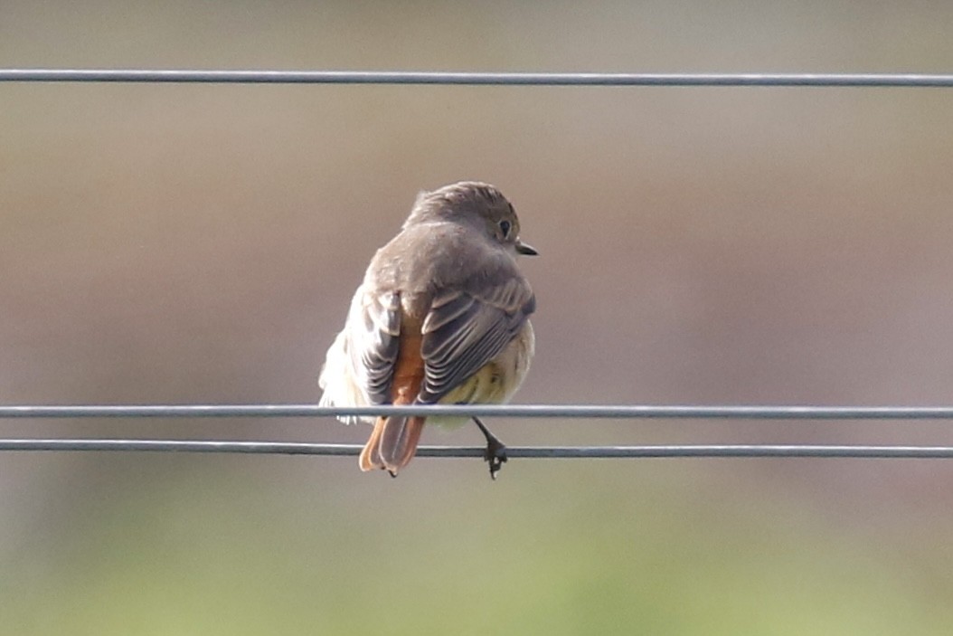 Common Redstart - ML641917620