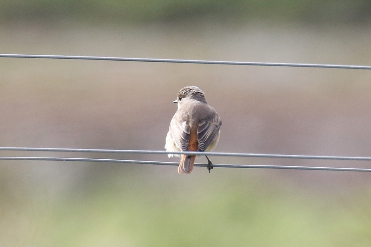 Common Redstart - ML641917621