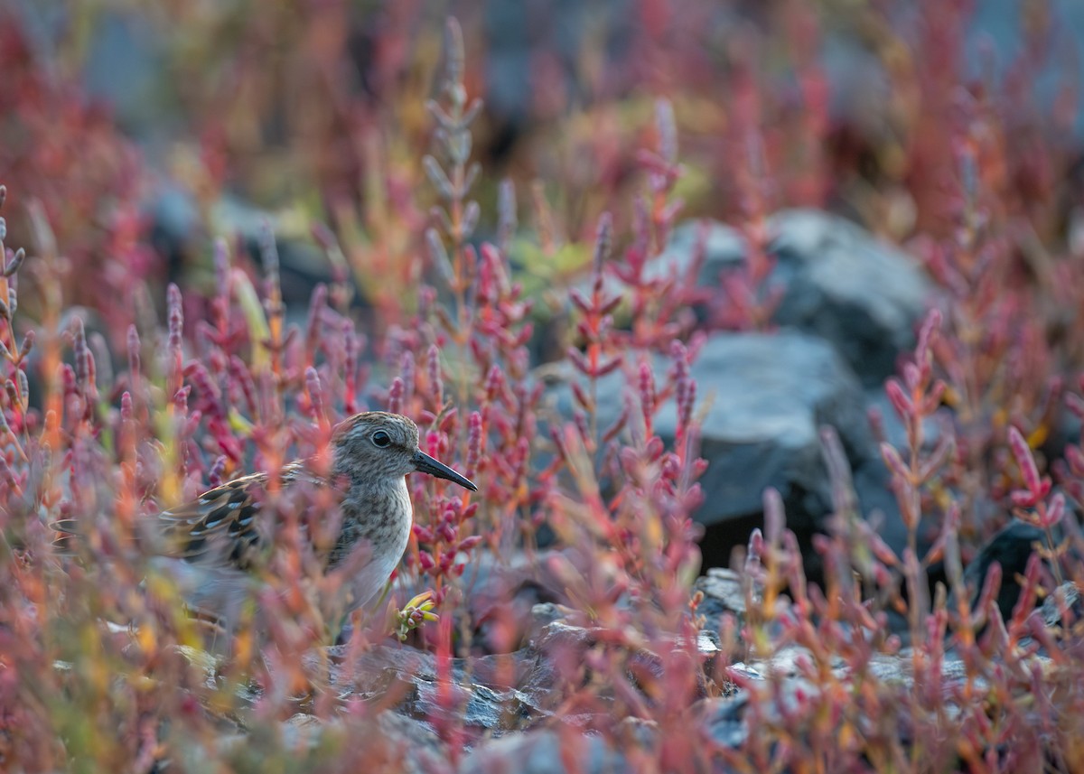 Least Sandpiper - ML641917631