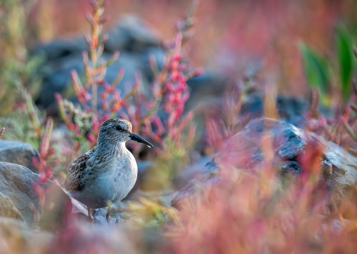 Least Sandpiper - ML641917632