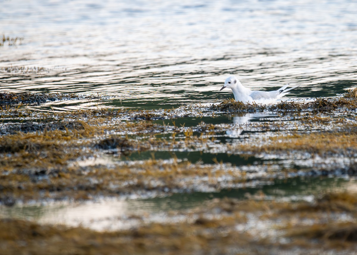 Bonaparte's Gull - ML641917643