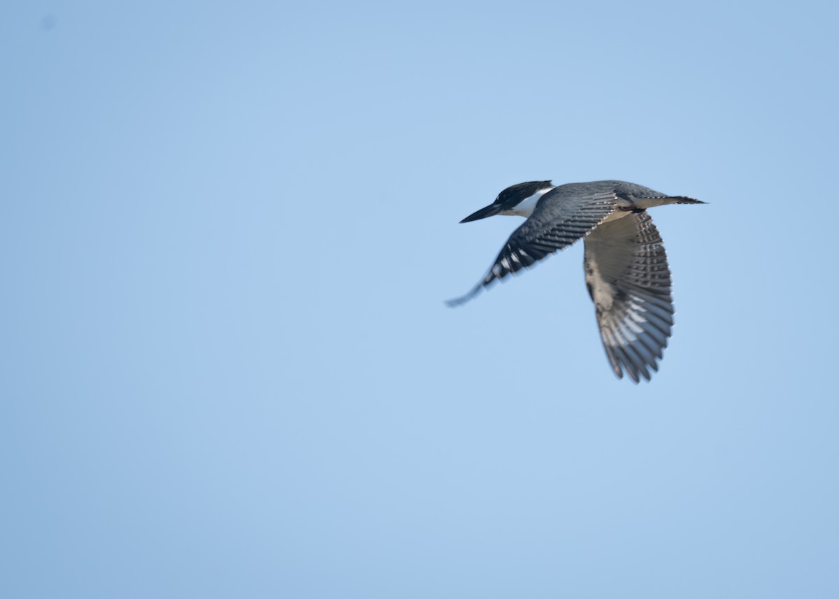 Belted Kingfisher - ML641917655