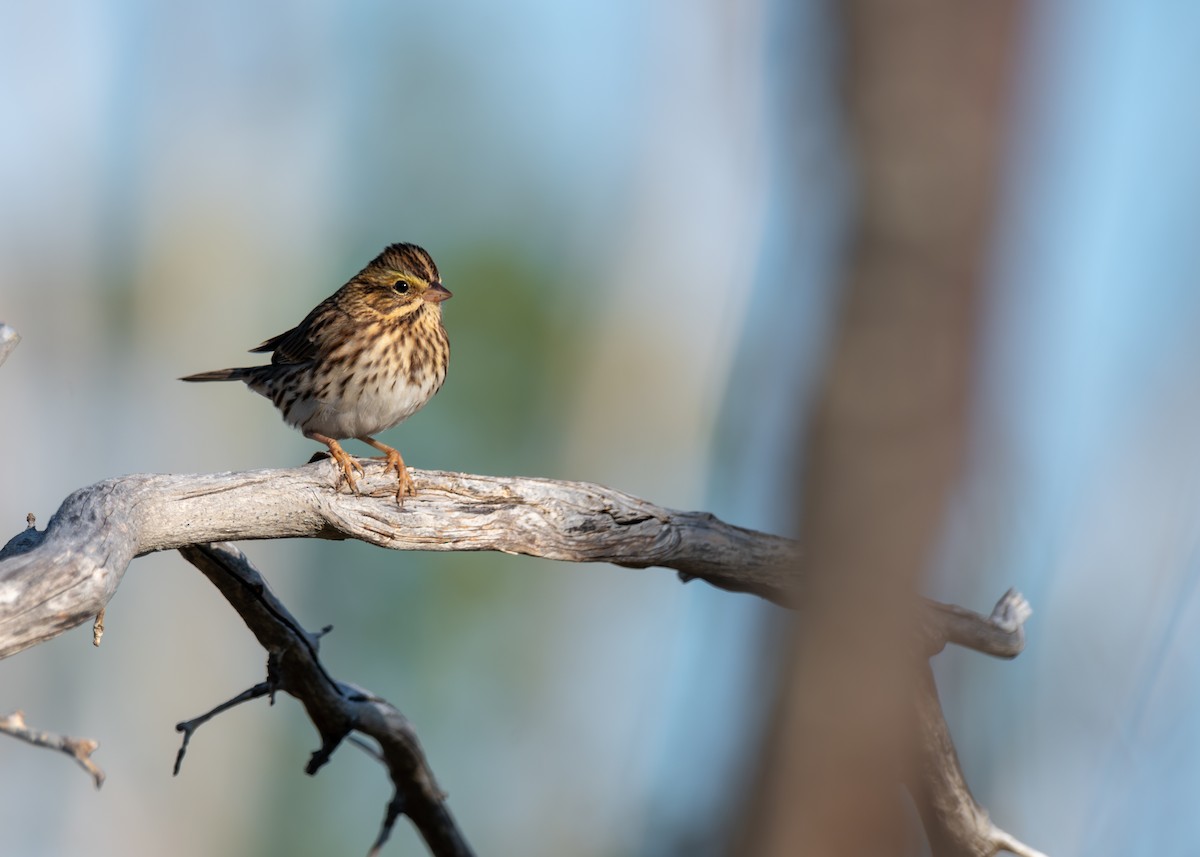 Savannah Sparrow - ML641917667