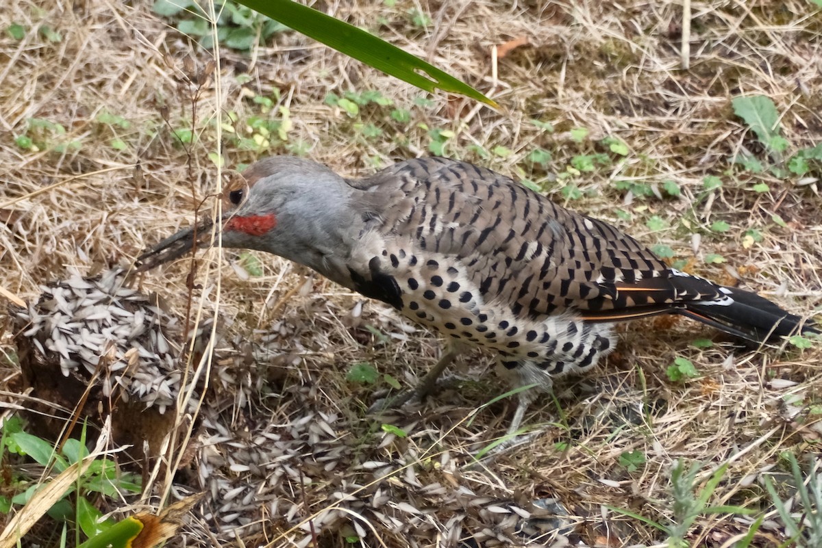 Northern Flicker - ML641917683