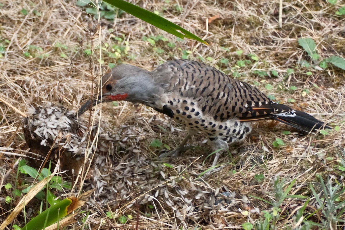 Northern Flicker - ML641917684