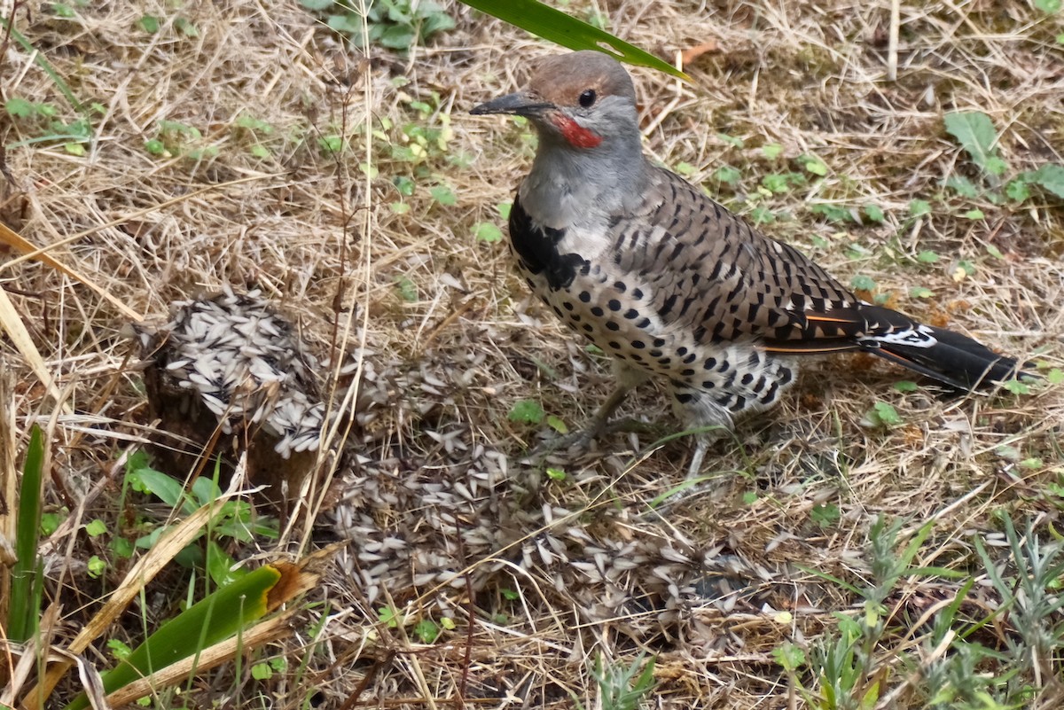 Northern Flicker - ML641917685