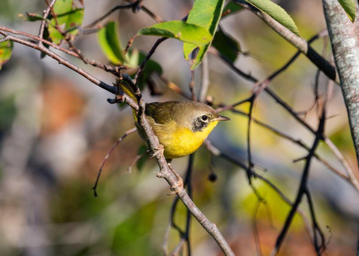 Common Yellowthroat - ML641917686