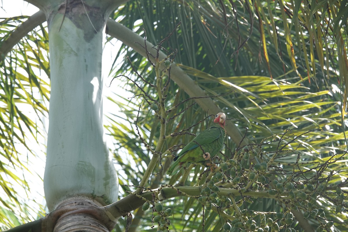 Amazone de Cuba (caymanensis/hesterna) - ML641917687