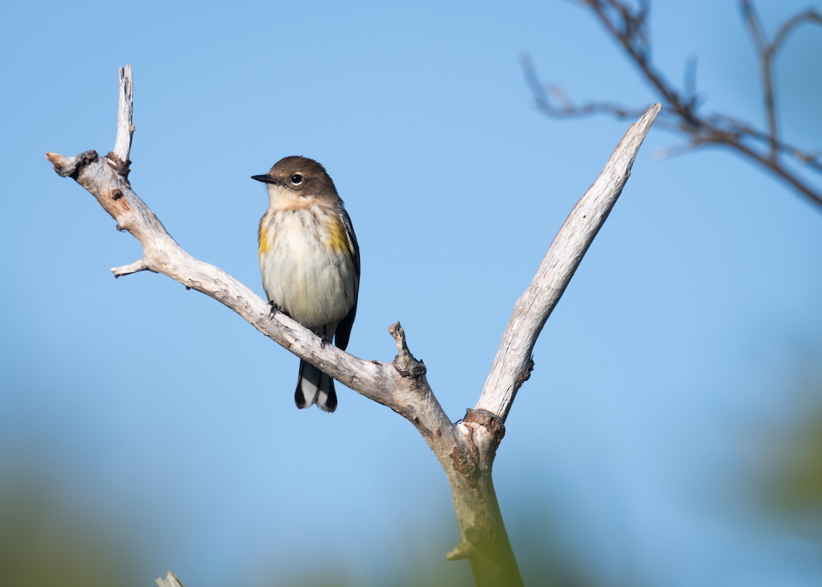 Yellow-rumped Warbler - ML641917697