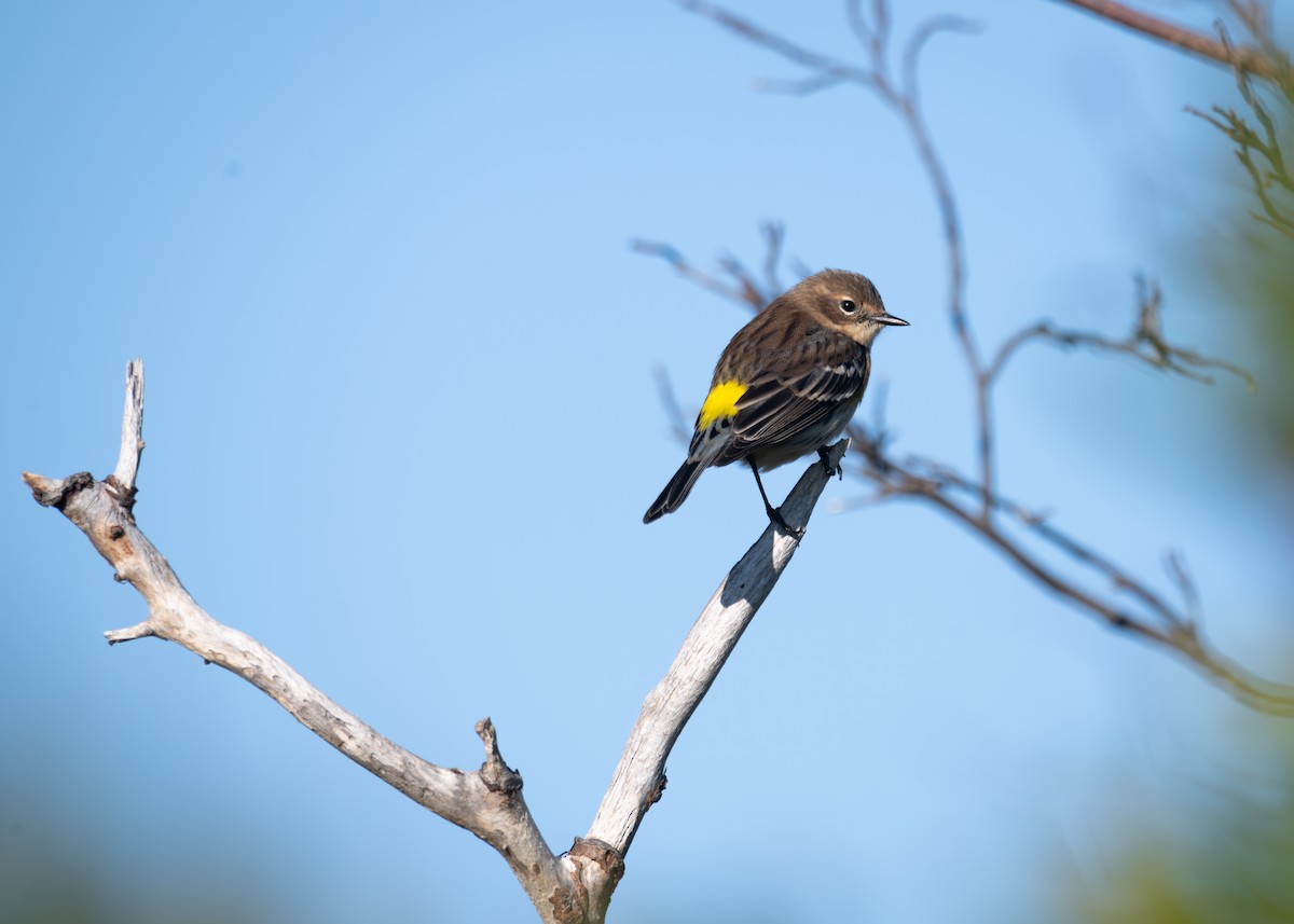 Yellow-rumped Warbler - ML641917698
