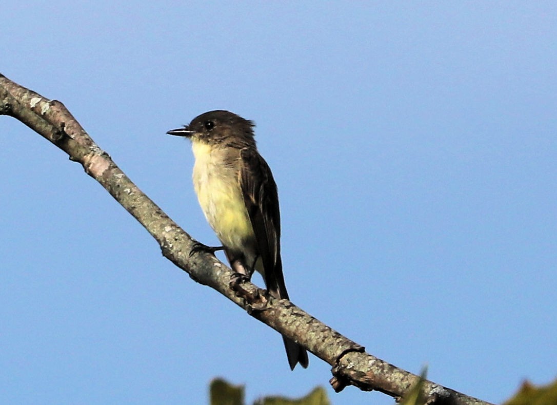 Mosquero Fibí - ML641917700