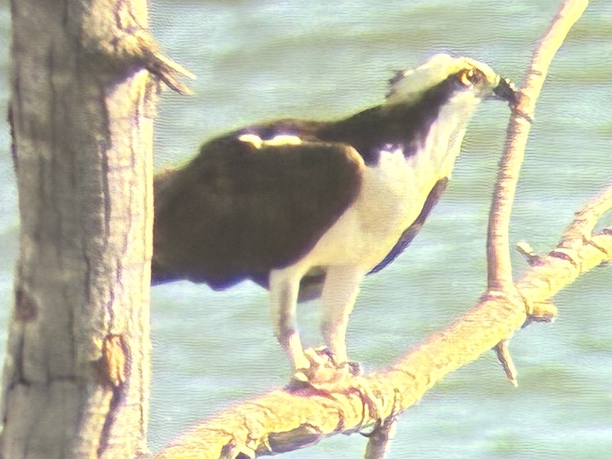 Osprey - ML641917720