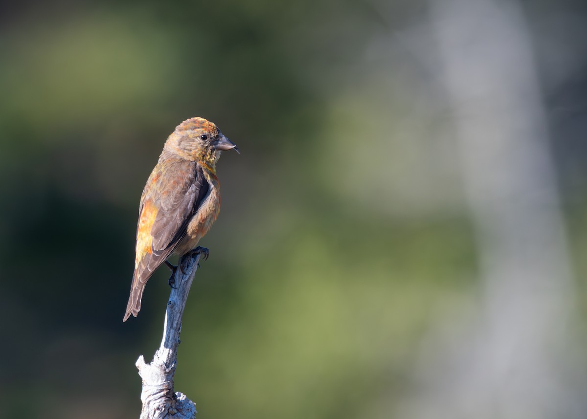 Red Crossbill - ML641917730