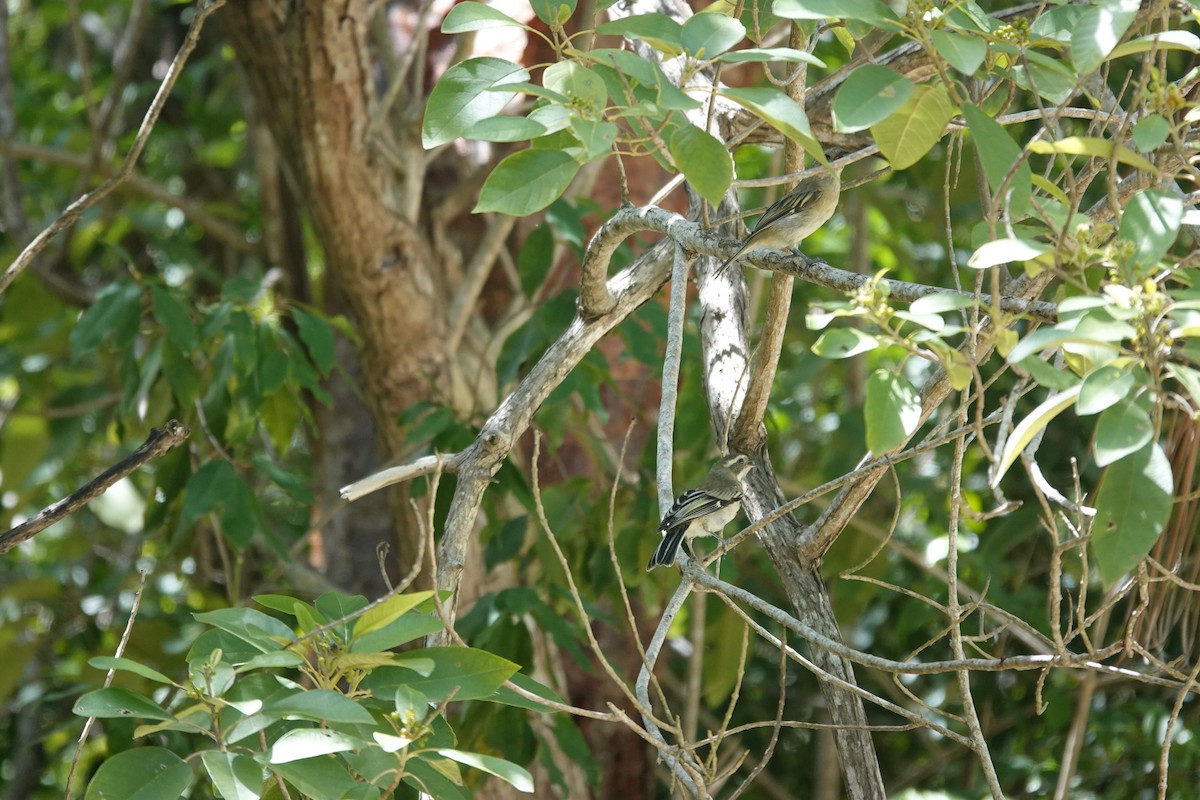 Western Spindalis - ML641917733