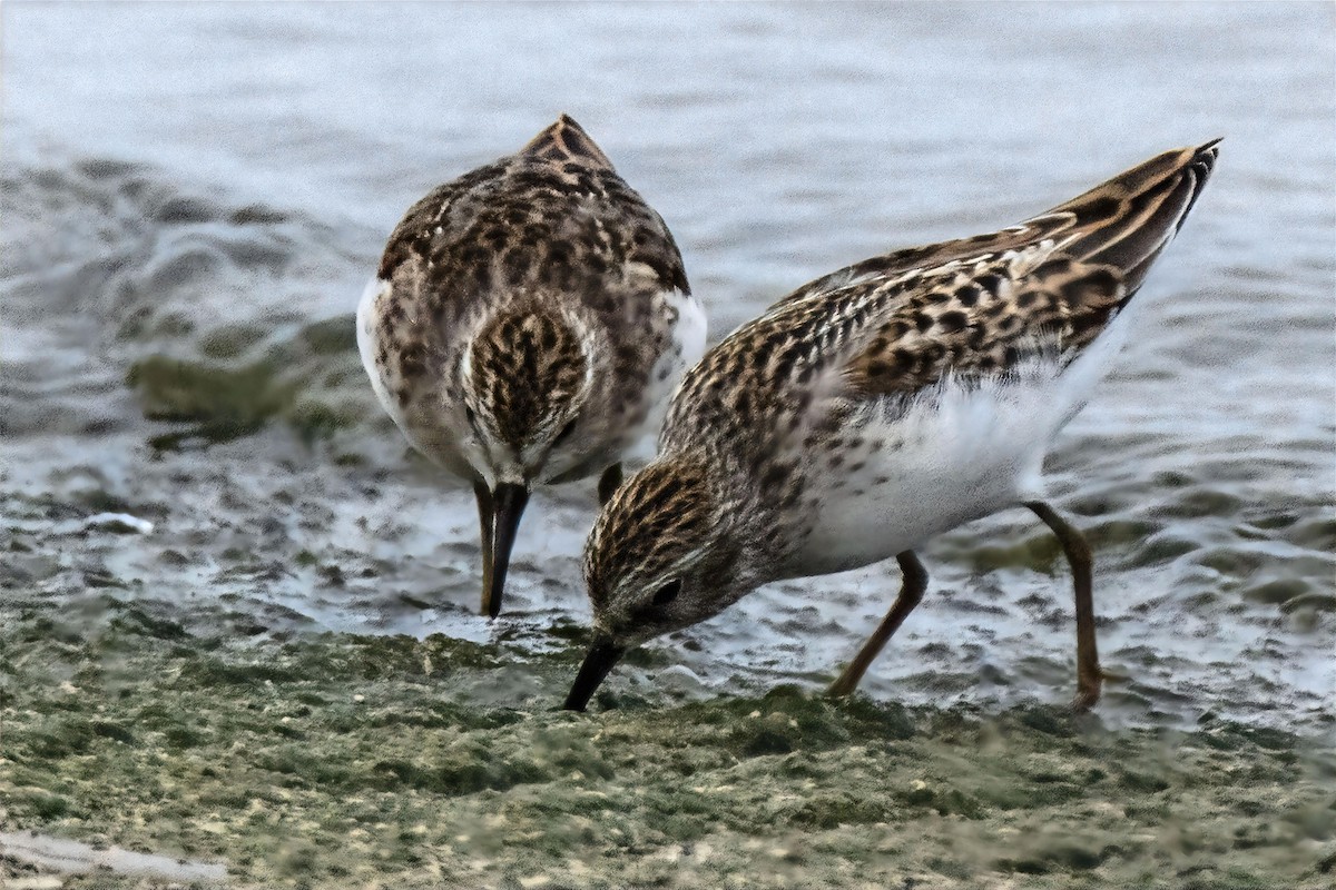Spotted Sandpiper - ML641917737