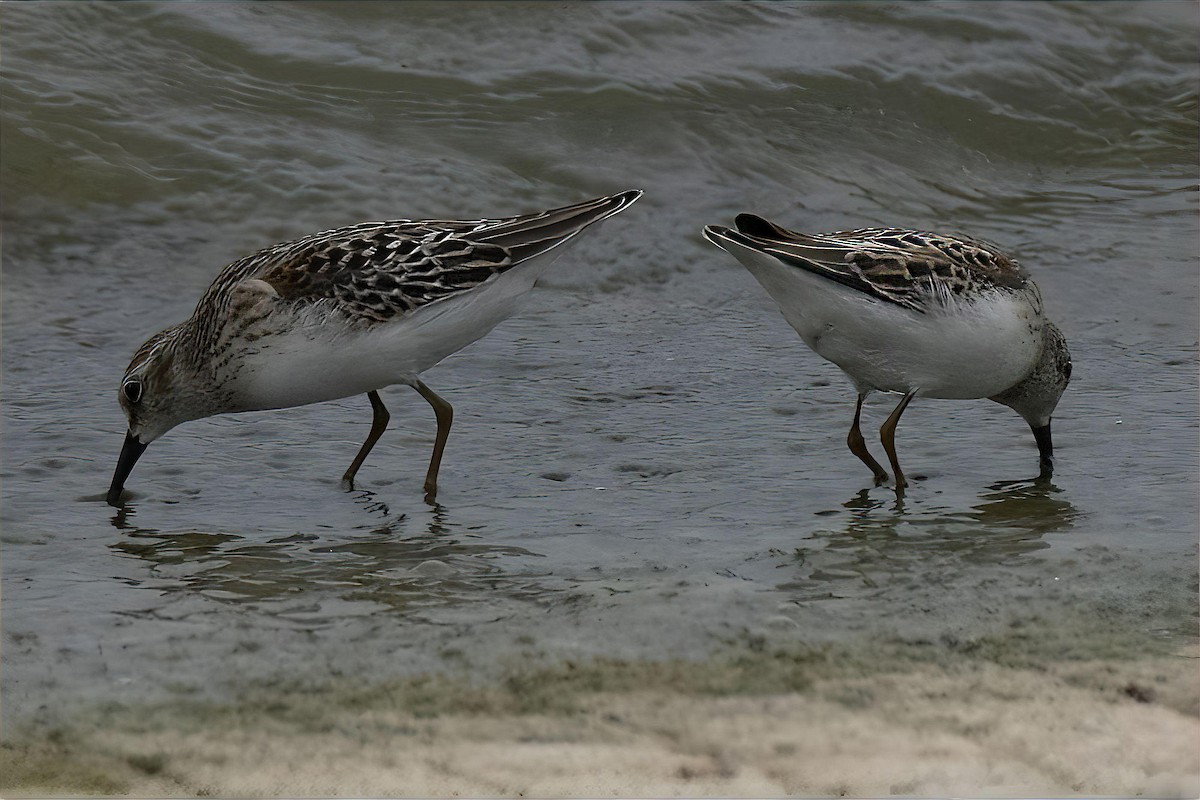 Spotted Sandpiper - ML641917752