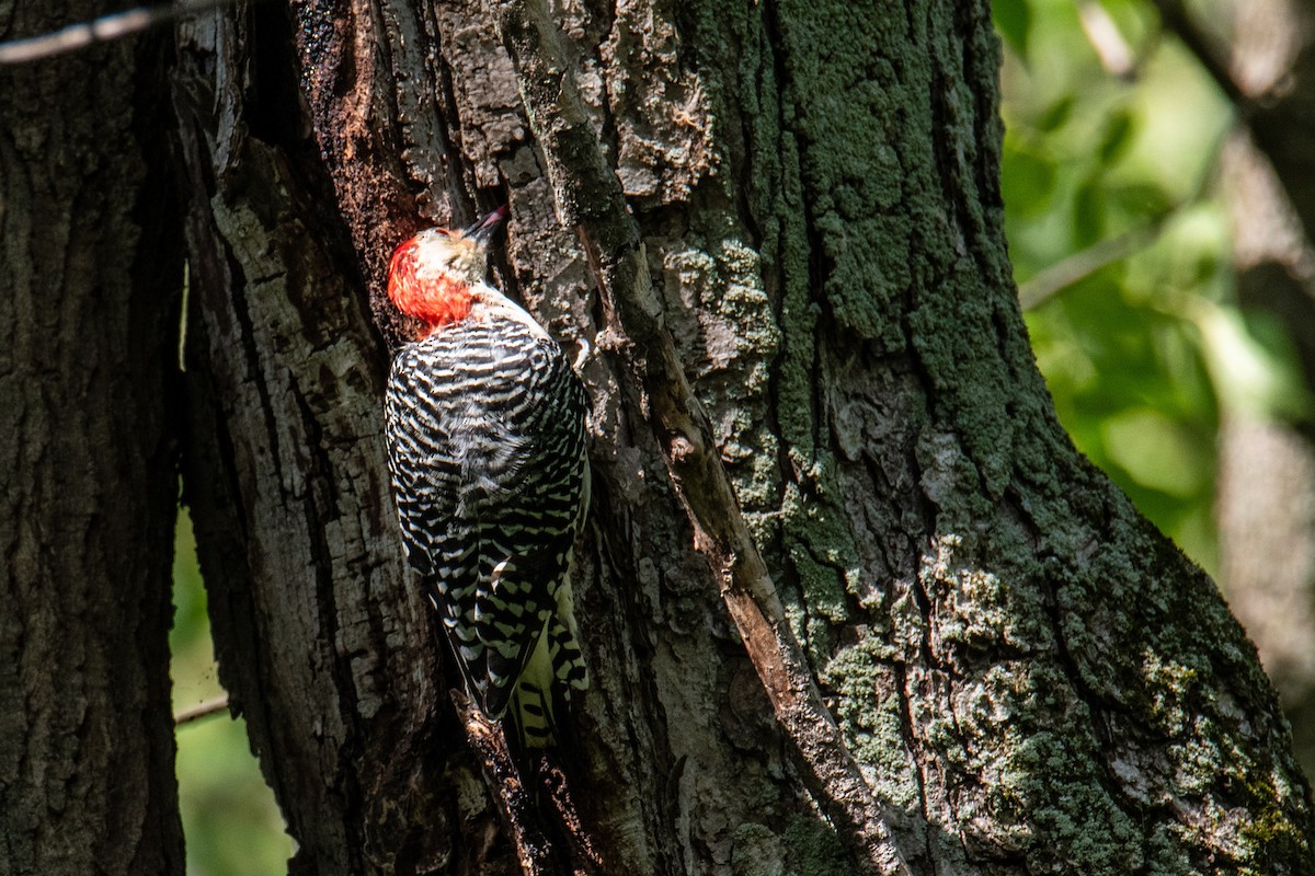 Red-bellied Woodpecker - ML641917754