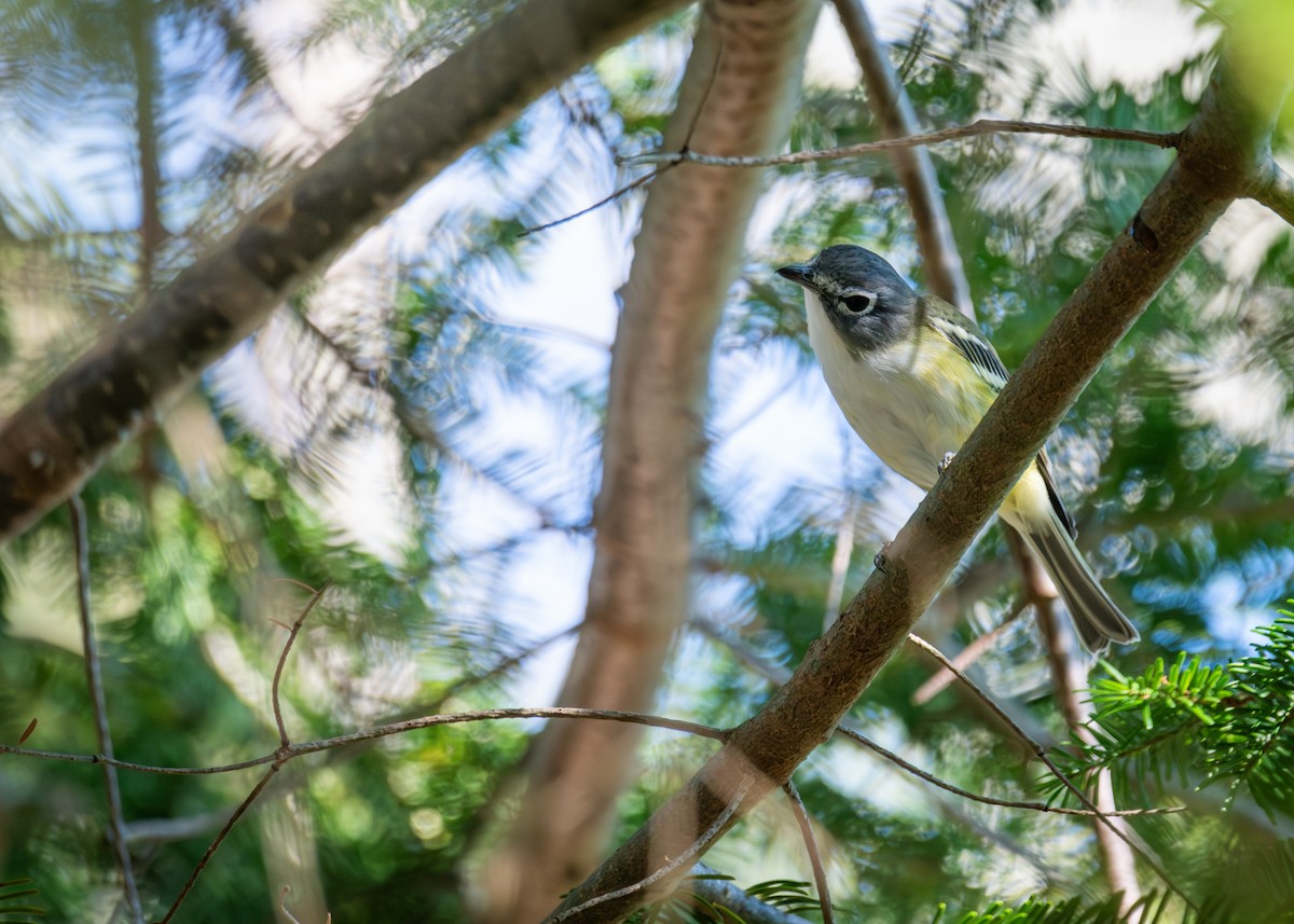 Blue-headed Vireo - ML641917760