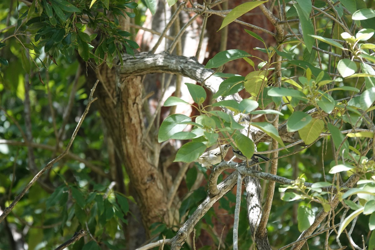 Western Spindalis - ML641917766