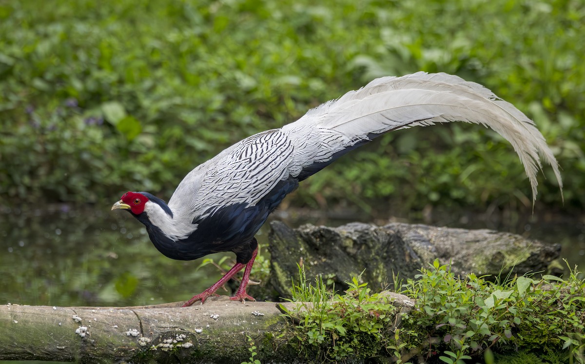 Silver Pheasant - ML641917768
