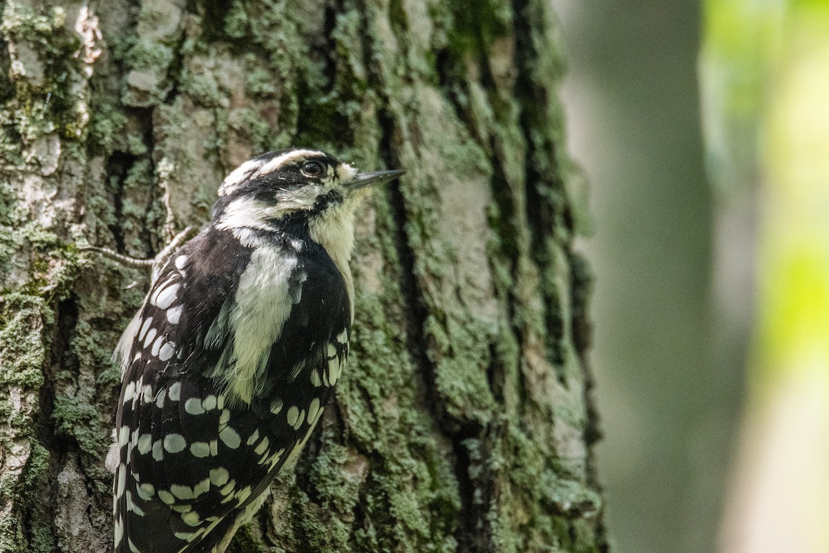 Downy Woodpecker - ML641917771