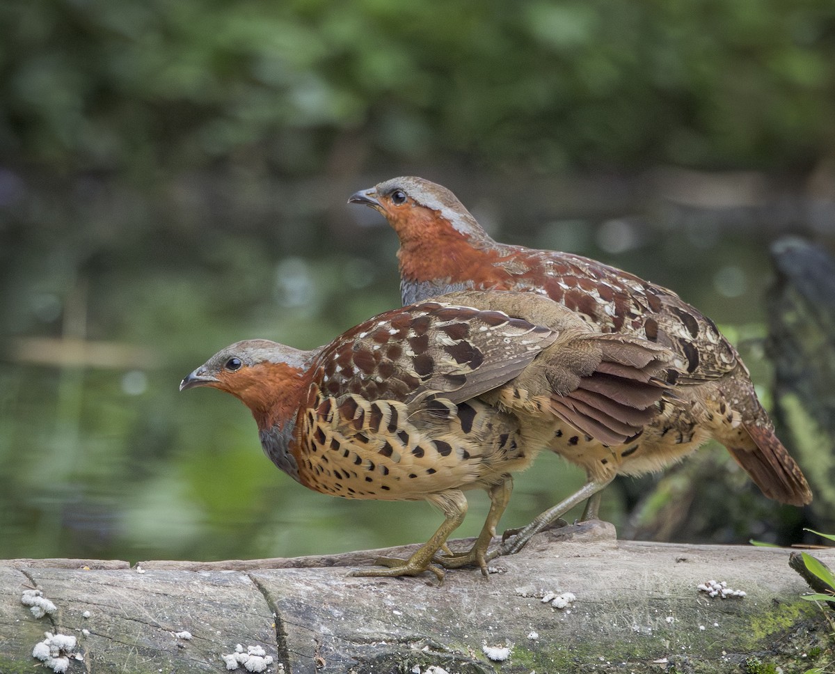 Chinese Bamboo-Partridge - ML641917773