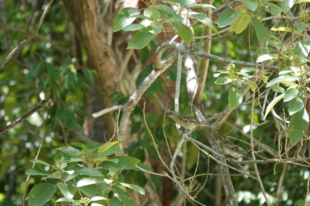 Western Spindalis - ML641917774