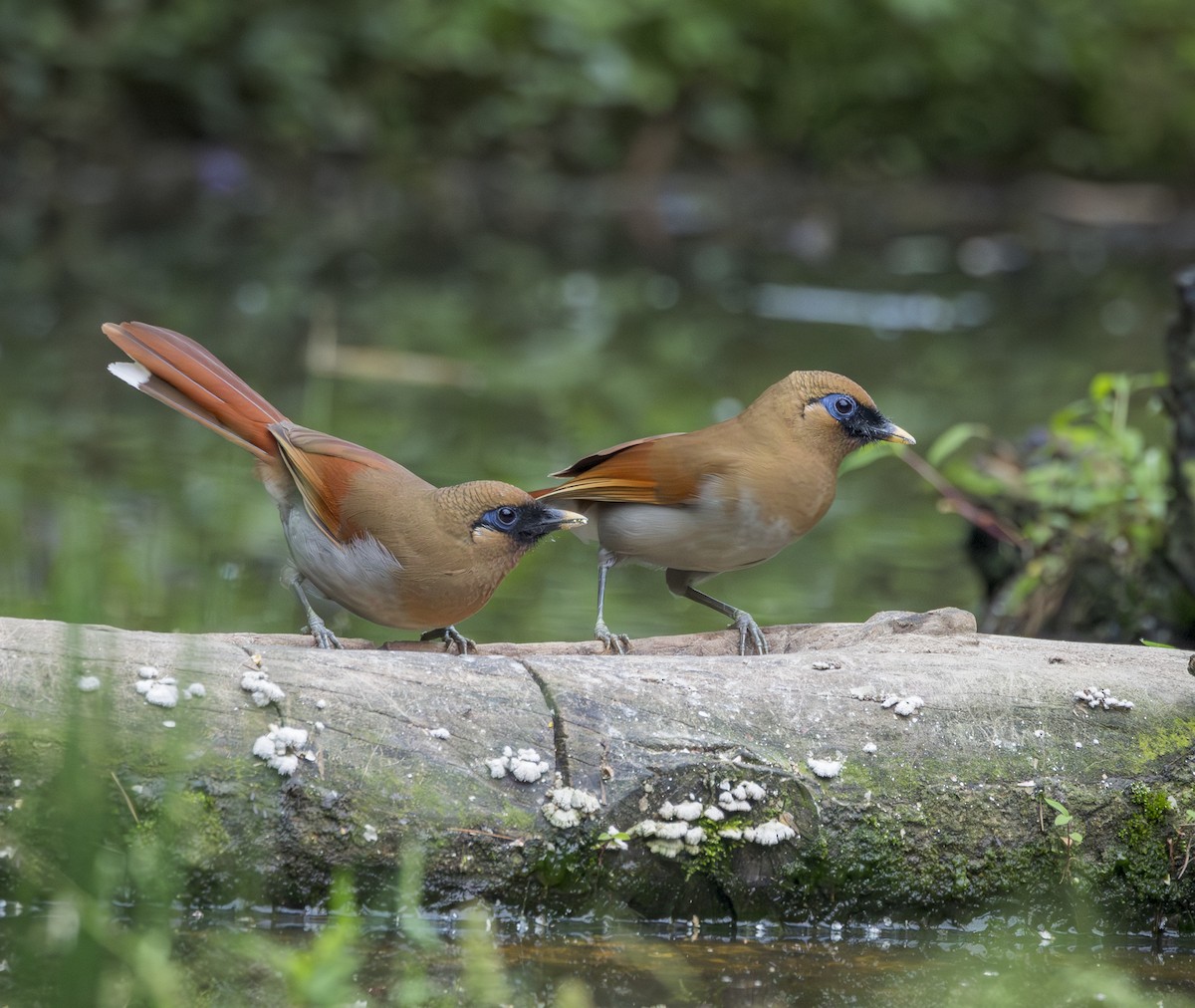 Buffy Laughingthrush - ML641917795