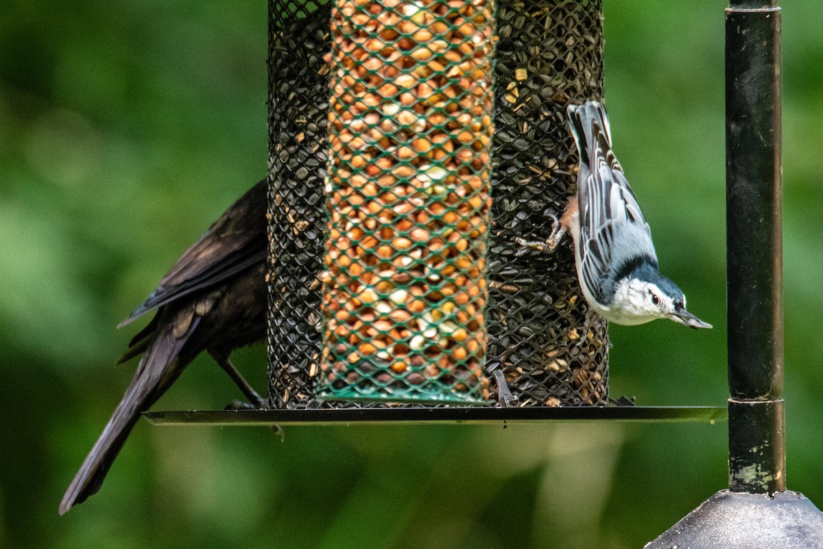 White-breasted Nuthatch - ML641917803