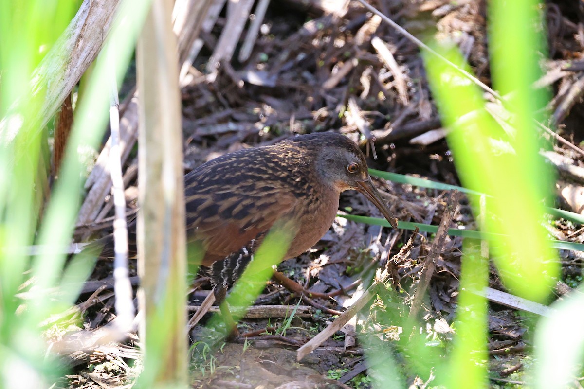 Virginia Rail - ML641917805